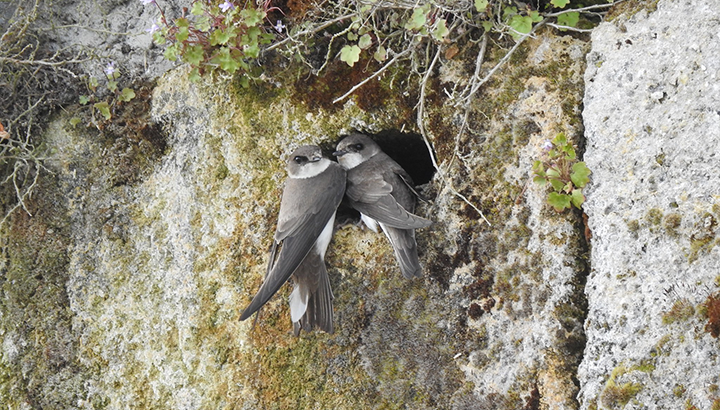 Observation des hirondelles de rivage